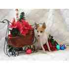 Toy Fox Terrier puppies for sale