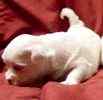 Maltese puppies for sale