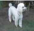 Standard Poodle puppies