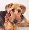 Airedale Terrier puppies for sale
