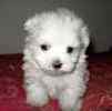 Maltese puppies for sale 