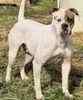 American Bulldog puppies for sale