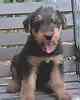 Airedale puppies for sale