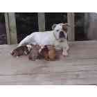 English Bulldog puppies for sale