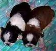 Shih Tzu puppies for sale