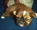 Shih Tzu puppies for sale