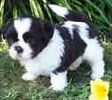 Shih Tzu puppies for sale