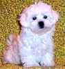 Maltese puppies for sale 