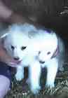 American Eskimo puppies for sale