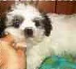 Shih Tzu puppies for sale