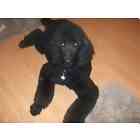 Standard Poodle puppies