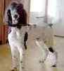 Standard Poodle puppies