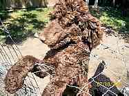 Standard Poodle puppies