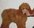 Standard Poodle puppies