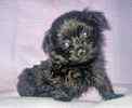yorkiepoo puppies for sale