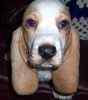 Basset Hound puppies for sale