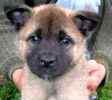 Akita puppies for sale