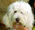 Australian Labradoodle puppies for sale