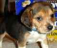 Beagle puppies for sale