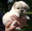 Maltese puppies for sale 