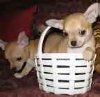 Chihuahua puppies