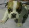 English Bulldog puppies for sale