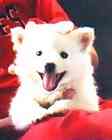American Eskimo puppies for sale