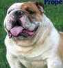 English Bulldog Stud Services