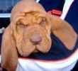 Bloodhound puppies for sale