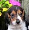 Beagle puppies for sale