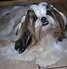 Shih Tzu puppies for sale