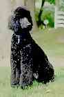 Standard Poodles