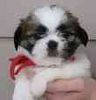 Shih Tzu puppies for sale