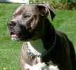 Pit Bull Stud Services