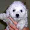 Bichpoo puppies for sale