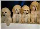 Standard Poodle puppies