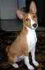 Basenji puppies for sale
