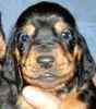 Black & Tan Coonhound puppies for sale