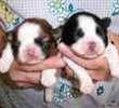 Shih Tzu puppies for sale