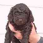 Labradoodle puppies for sale