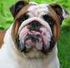 English Bulldog puppies for sale
