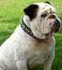 English Bulldog Stud Services