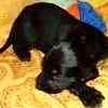 Afghan Hound puppies for sale