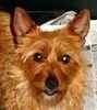 Australian Terrier puppies for sale