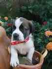 Saint Bernard puppies for sale