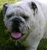 English Bulldog puppies for sale