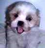 Shih Tzu puppies for sale