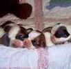Shih Tzu puppies for sale