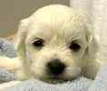 Bichon Frise puppies for sale