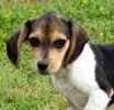 Beagle puppies for sale